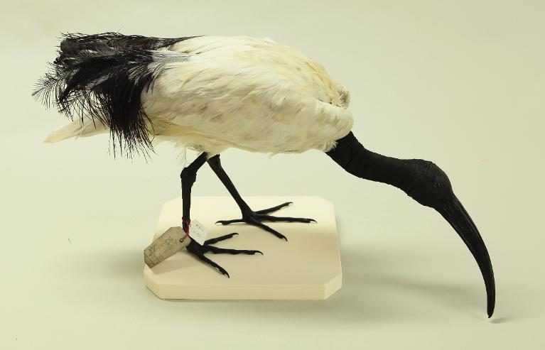 animal naturalisé : oiseau : Ibis sacré