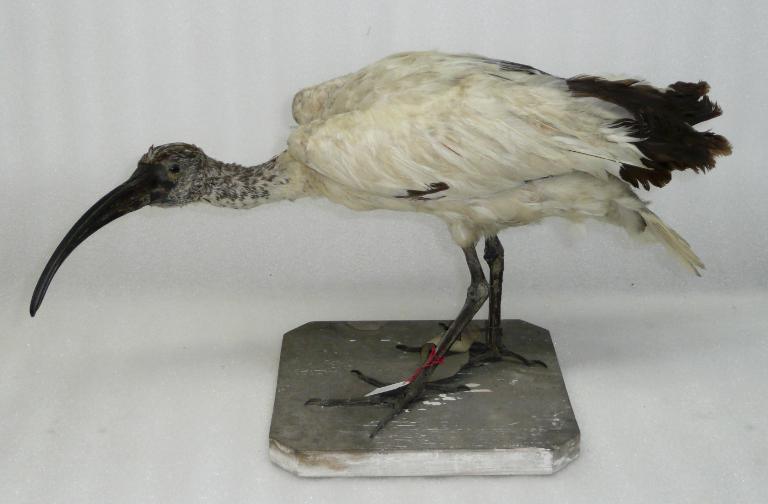 animal naturalisé : oiseau : Ibis sacré