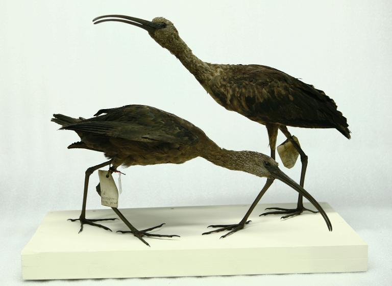 animal naturalisé : oiseau : Ibis falcinelle