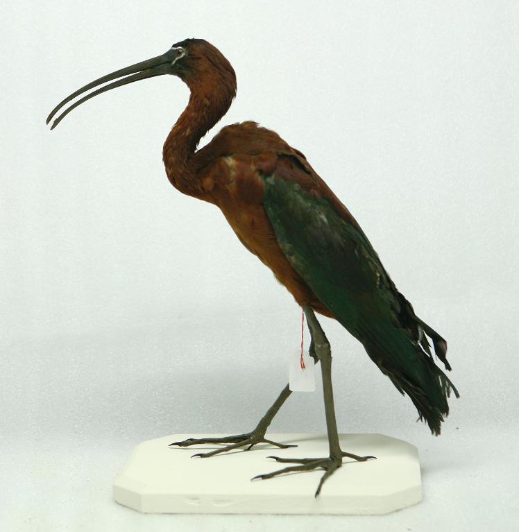 animal naturalisé : oiseau : Ibis falcinelle