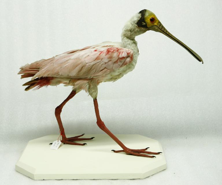 animal naturalisé : oiseau : Spatule rosée