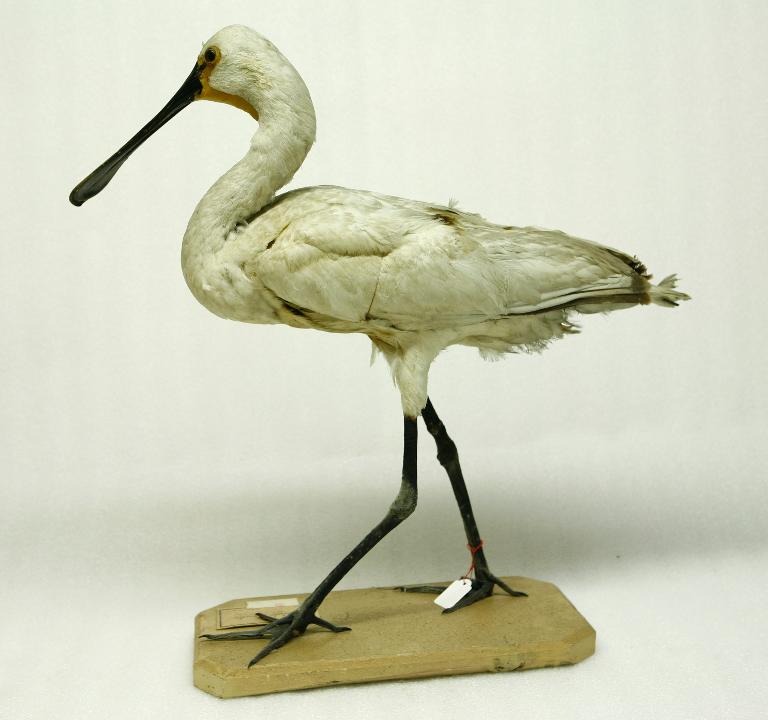 animal naturalisé : oiseau : Spatule blanche