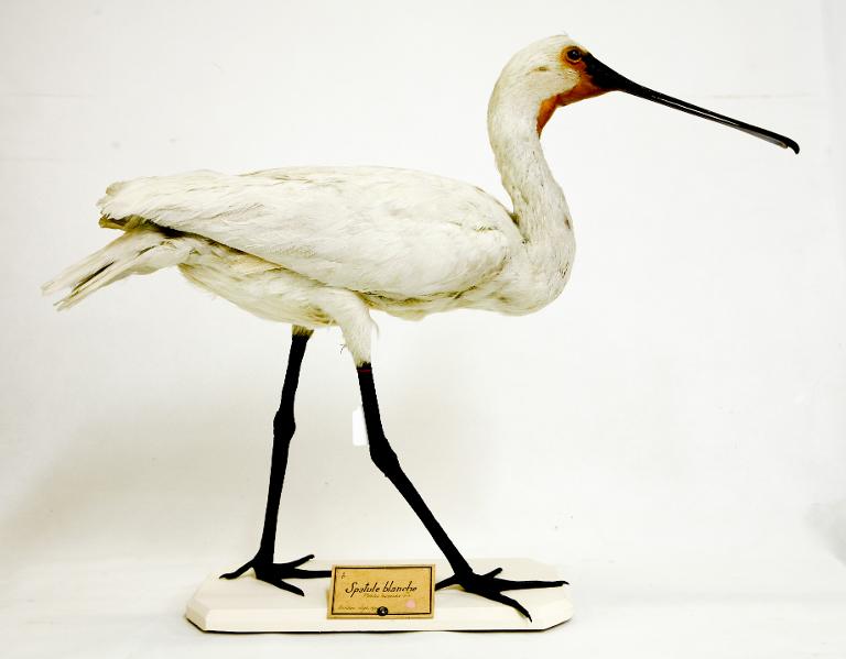 animal naturalisé : oiseau : Spatule blanche