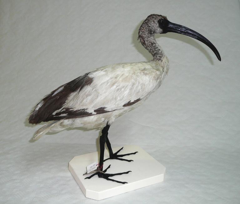 animal naturalisé : oiseau : Ibis sacré