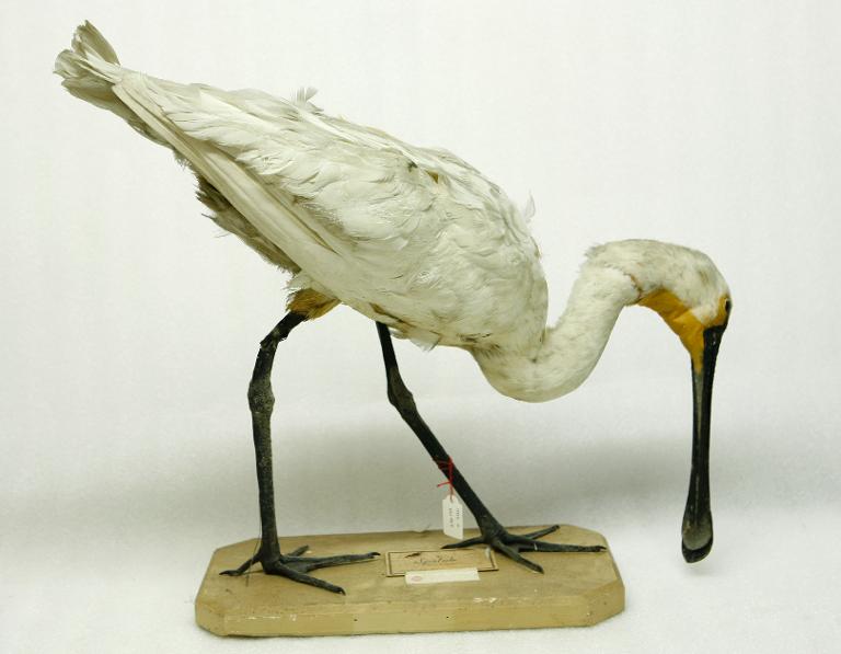 animal naturalisé : oiseau : Spatule blanche