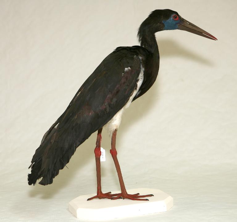 animal naturalisé : oiseau : Cigogne d'Abdim