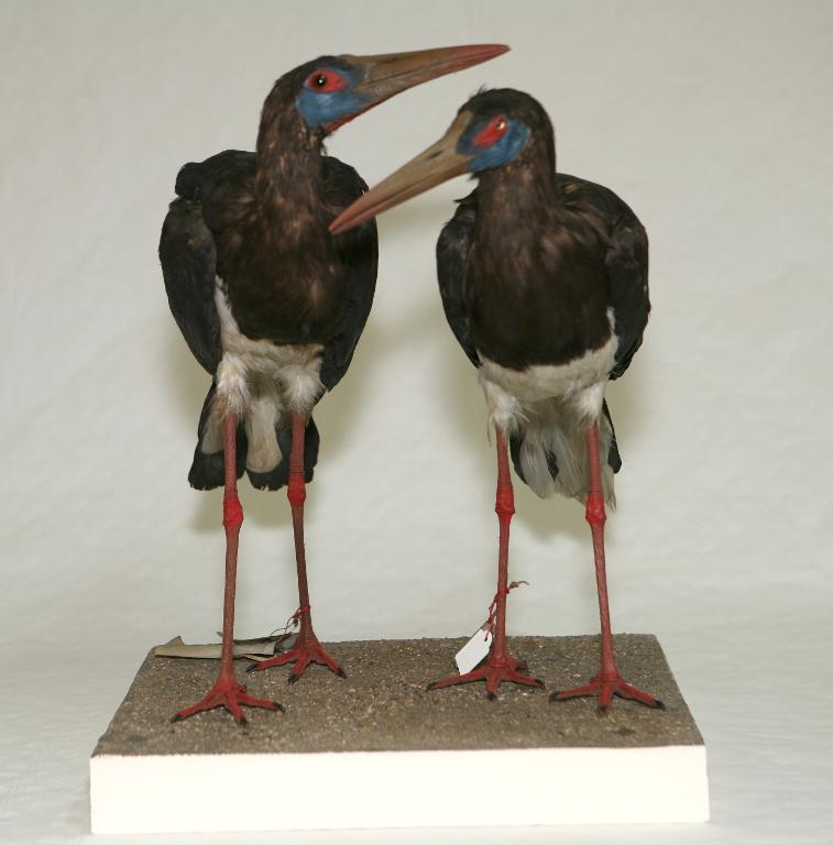 animal naturalisé : oiseau : Cigogne d'Abdim