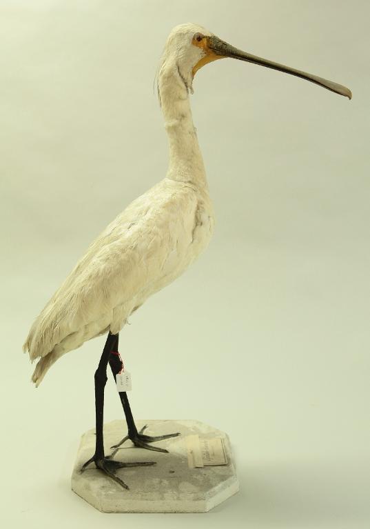 animal naturalisé : oiseau : Spatule blanche