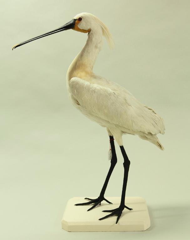 animal naturalisé : oiseau : Spatule blanche