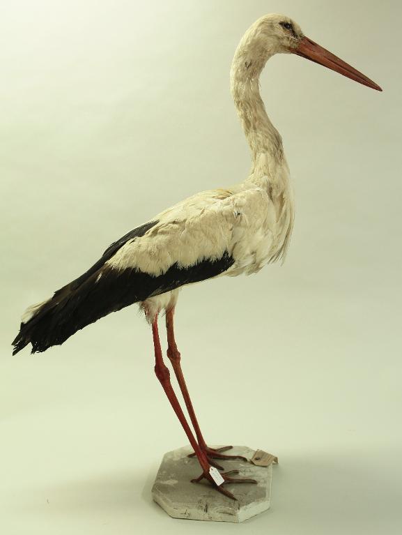 animal naturalisé : oiseau : Cigogne blanche