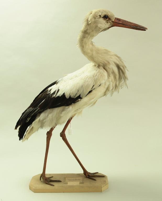 animal naturalisé : oiseau : Cigogne blanche