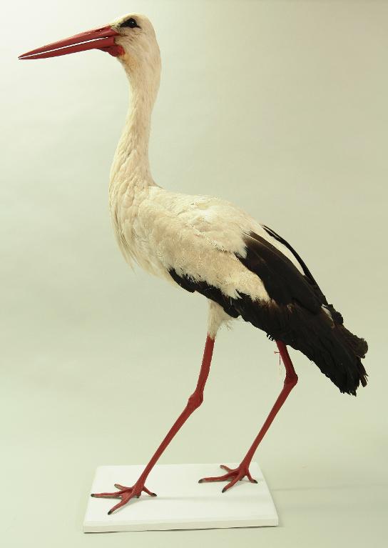 animal naturalisé : oiseau : Cigogne blanche