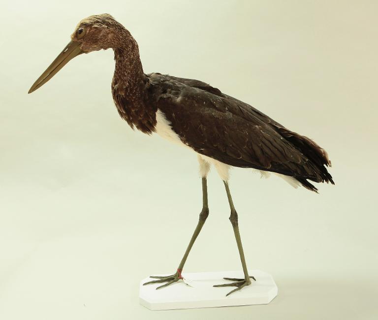 animal naturalisé : oiseau : Cigogne noire