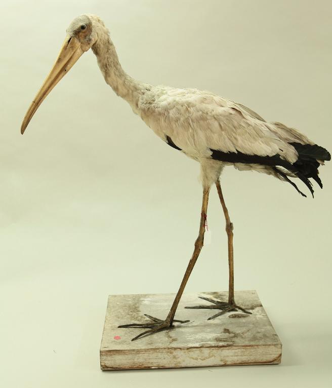 animal naturalisé : oiseau : Tantale africain