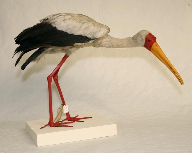 animal naturalisé : oiseau : Tantale africain