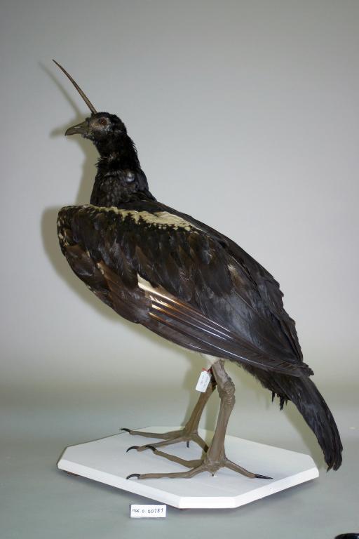 animal naturalisé : oiseau : Kamichi cornu