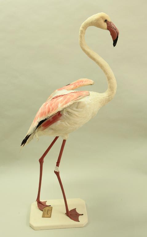 animal naturalisé : oiseau : Flamant rose