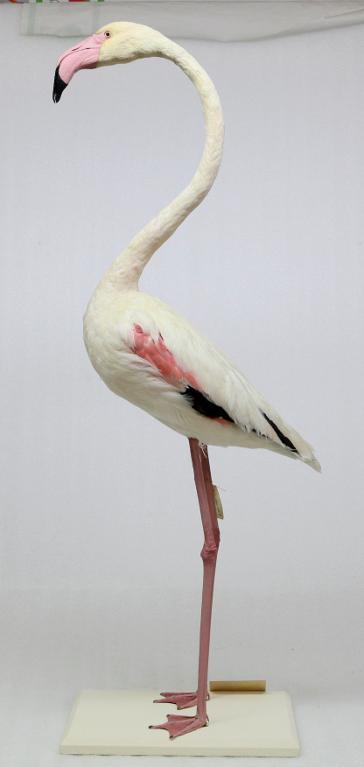 animal naturalisé : oiseau : Flamant rose