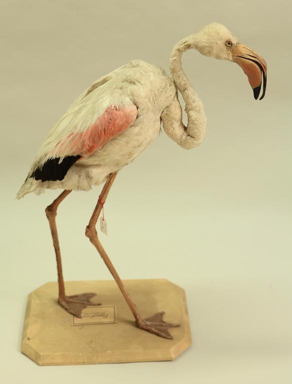 animal naturalisé : oiseau : Flamant rose