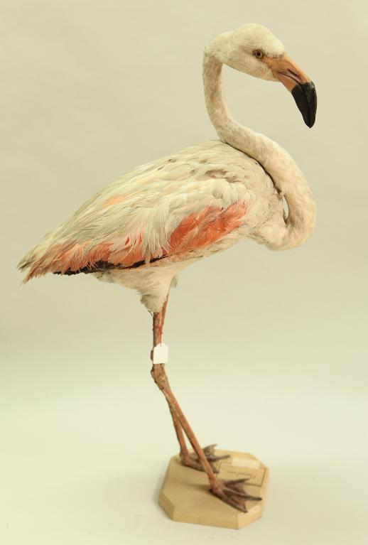 animal naturalisé : oiseau : Flamant rose