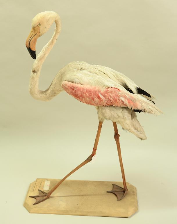 animal naturalisé : oiseau : Flamant rose