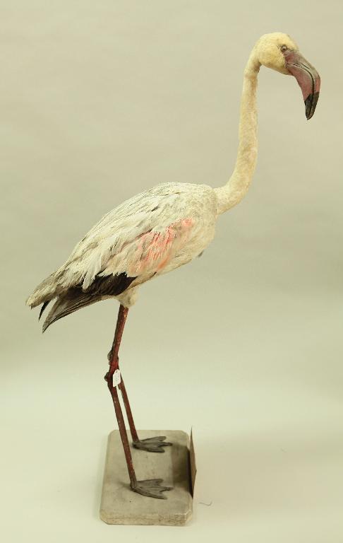 animal naturalisé : oiseau : Flamant rose