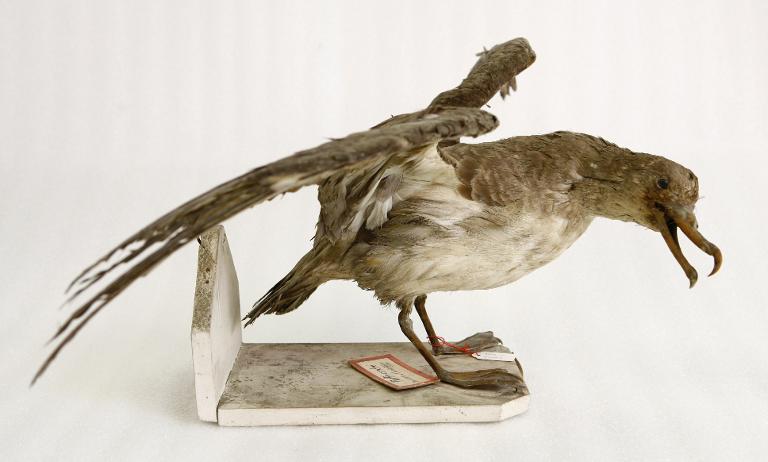 animal naturalisé : oiseau : Puffin cendré