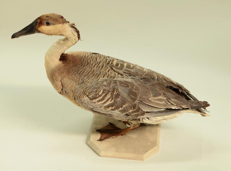 animal naturalisé : oiseau : Oie cygnoide