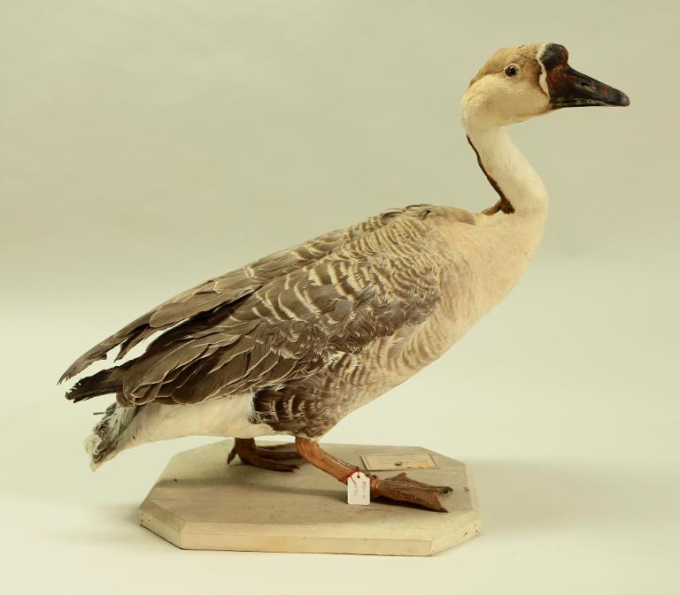 animal naturalisé : oiseau : Oie cygnoide