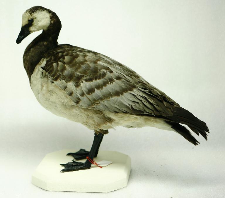 animal naturalisé : oiseau : Bernache nonnette