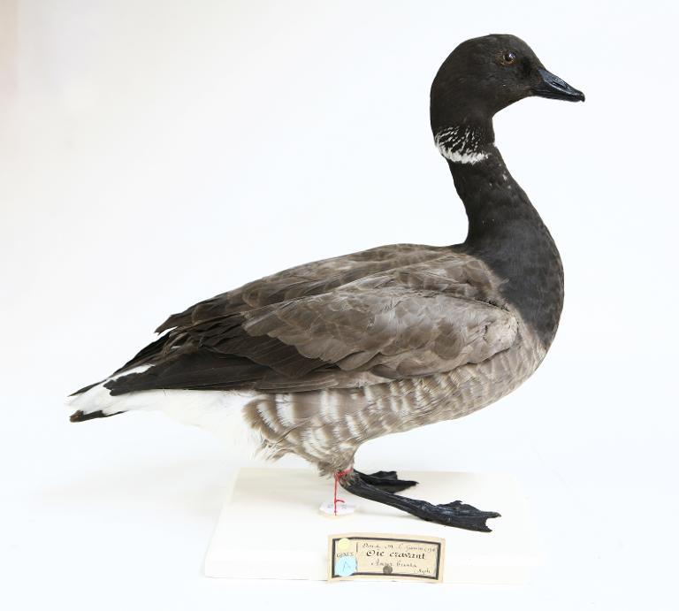 animal naturalisé : oiseau : Bernache cravant
