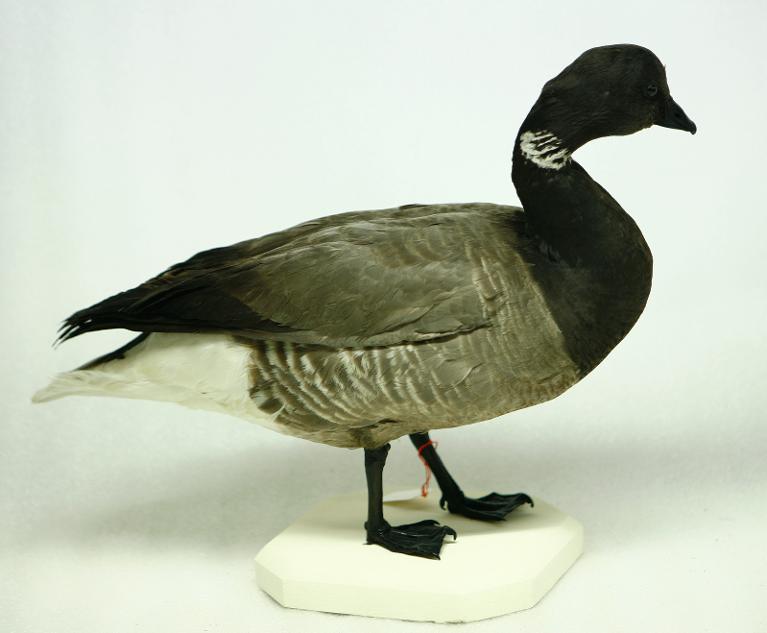 animal naturalisé : oiseau : Bernache cravant