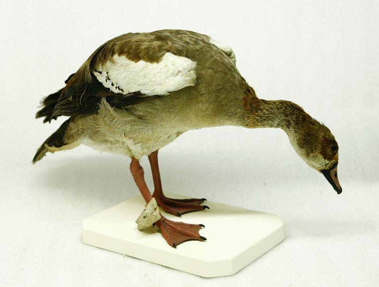 animal naturalisé : oiseau : Ouette d'Egypte