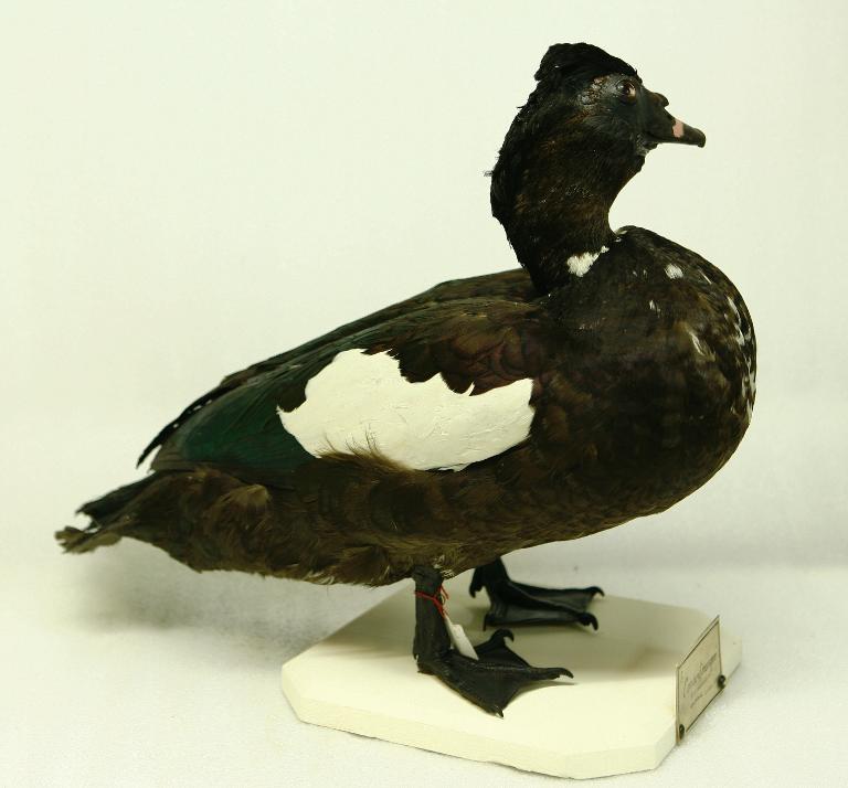 animal naturalisé : oiseau : Canard domestique