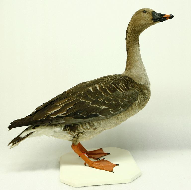 animal naturalisé : oiseau : Oie des moissons