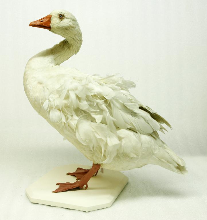 animal naturalisé : oiseau : Oie frisée du Danube