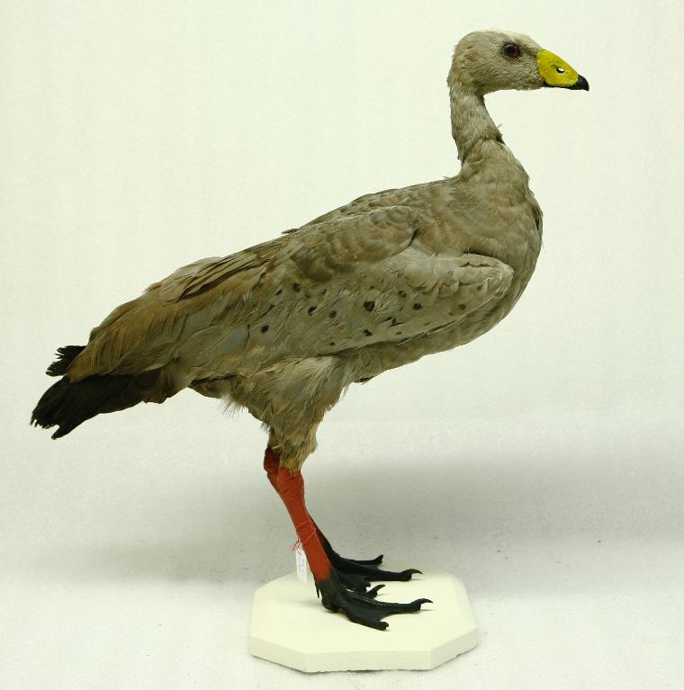 animal naturalisé : oiseau : Céréopse cendrée