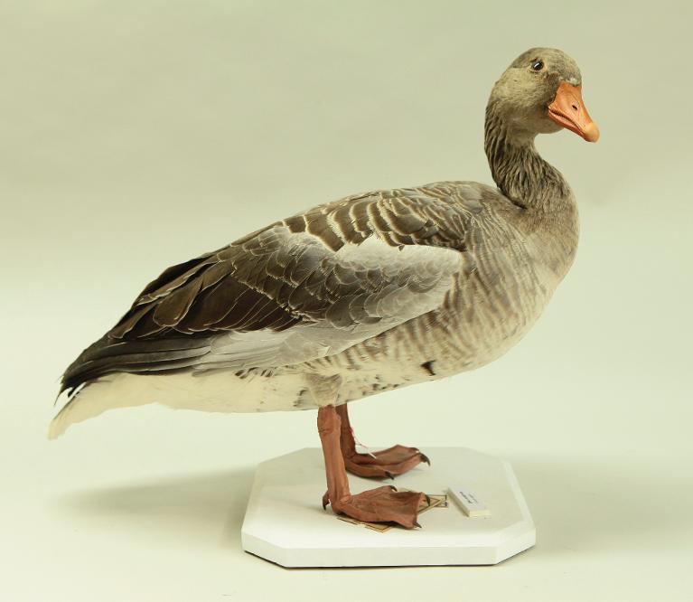 animal naturalisé : oiseau : Oie cendrée
