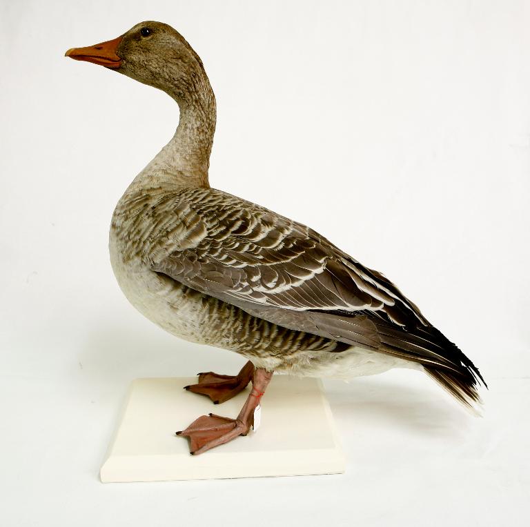 animal naturalisé : oiseau : Oie cendrée