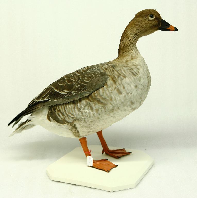 animal naturalisé : oiseau : Oie des moissons