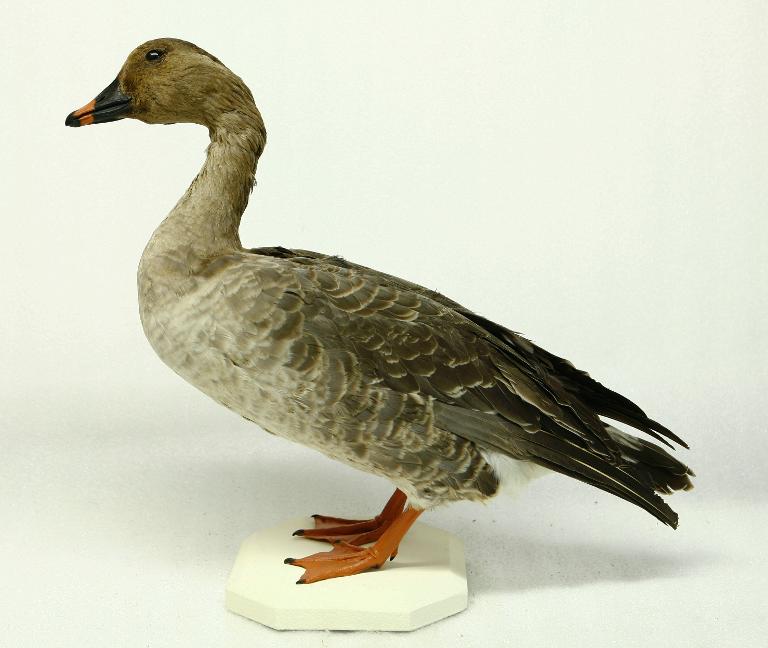 animal naturalisé : oiseau : Oie des moissons