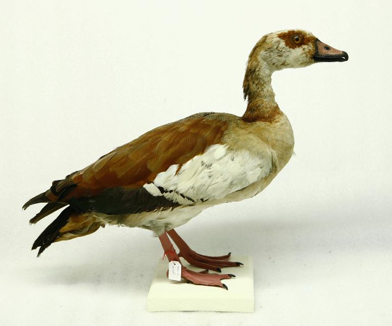 animal naturalisé : oiseau : Ouette d'Egypte