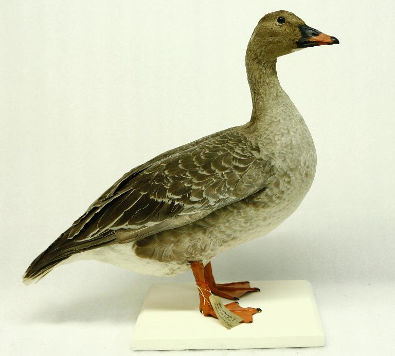 animal naturalisé : oiseau : Oie des moissons