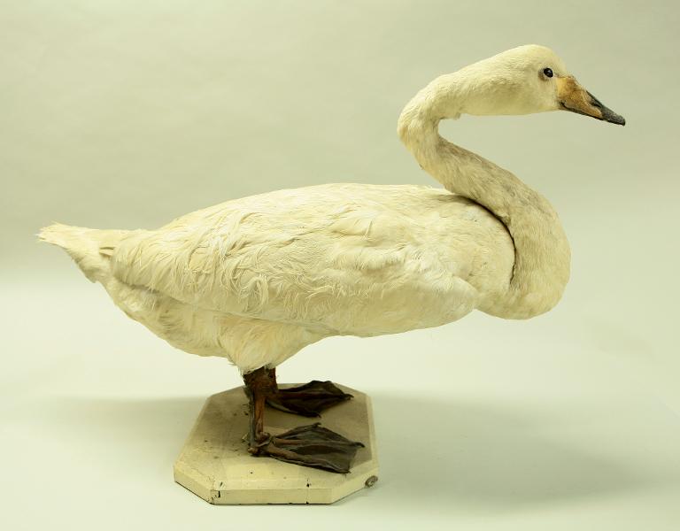 animal naturalisé : oiseau : Cygne chanteur