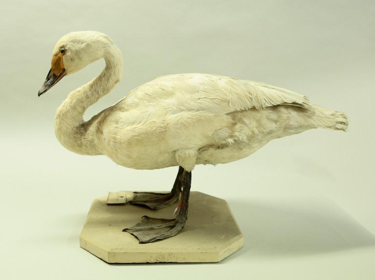 animal naturalisé : oiseau : Cygne chanteur