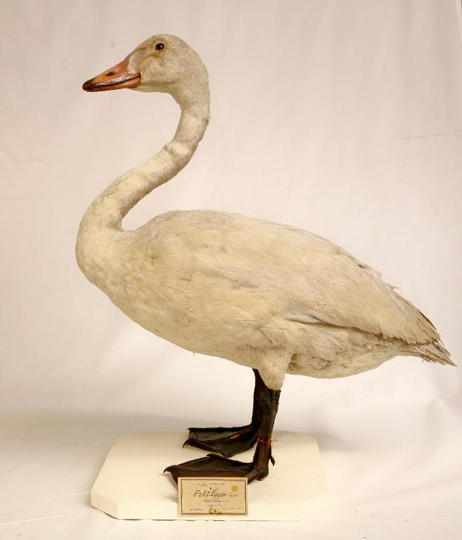 animal naturalisé : oiseau : Cygne de Bewick