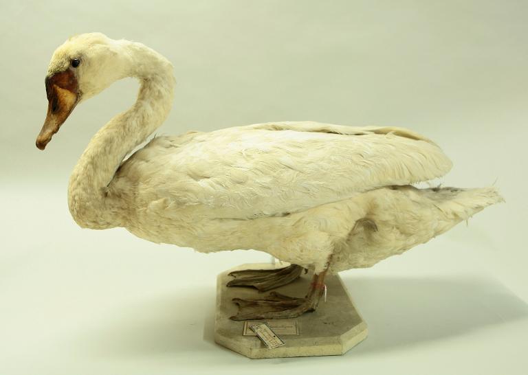 animal naturalisé : oiseau : Cygne tuberculé