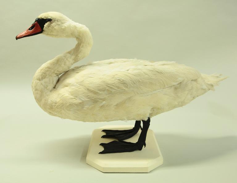 animal naturalisé : oiseau : Cygne tuberculé