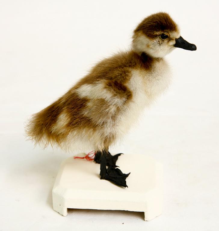 animal naturalisé : oiseau : Ouette d'Egypte