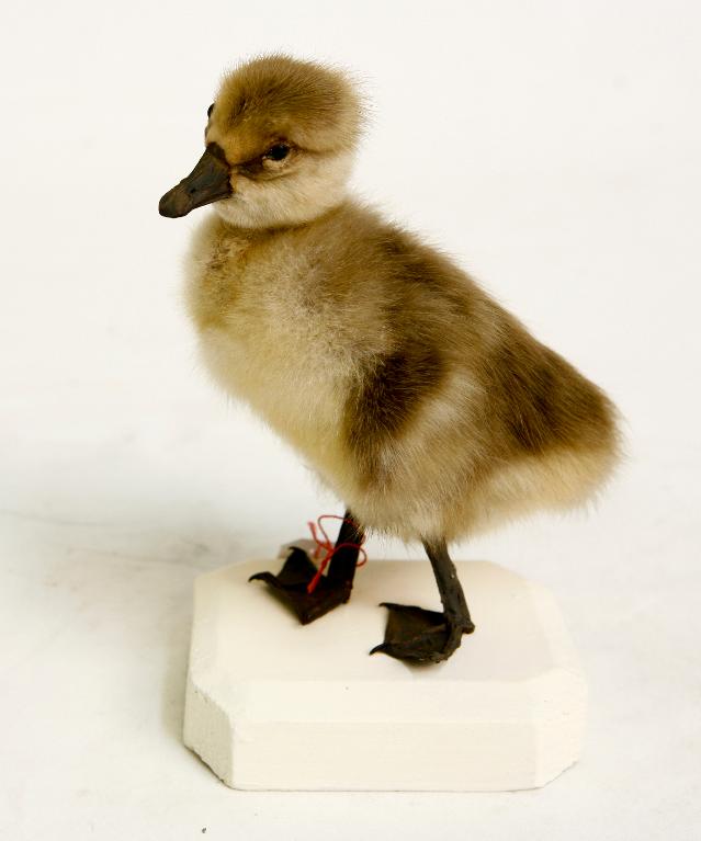 animal naturalisé : oiseau : Oie cendrée